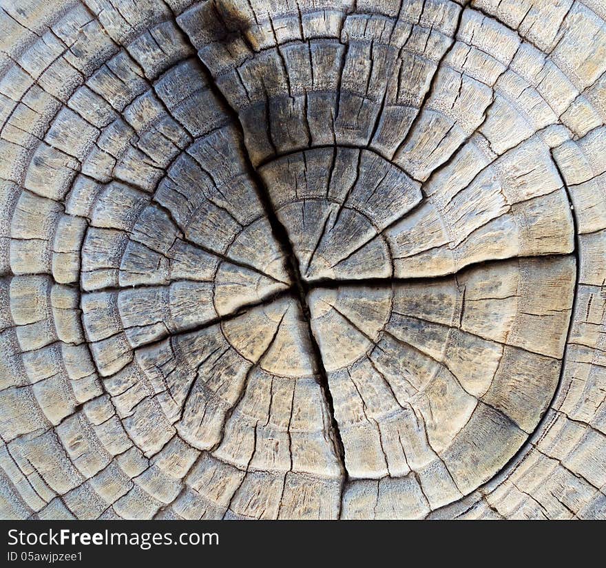 Closeup Of Old Pine Saw Cut.