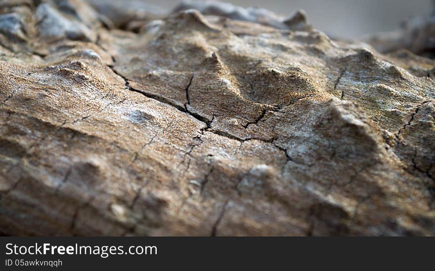 Old Cracked Tree. Grungy Old Wood Background with Selective Focus.