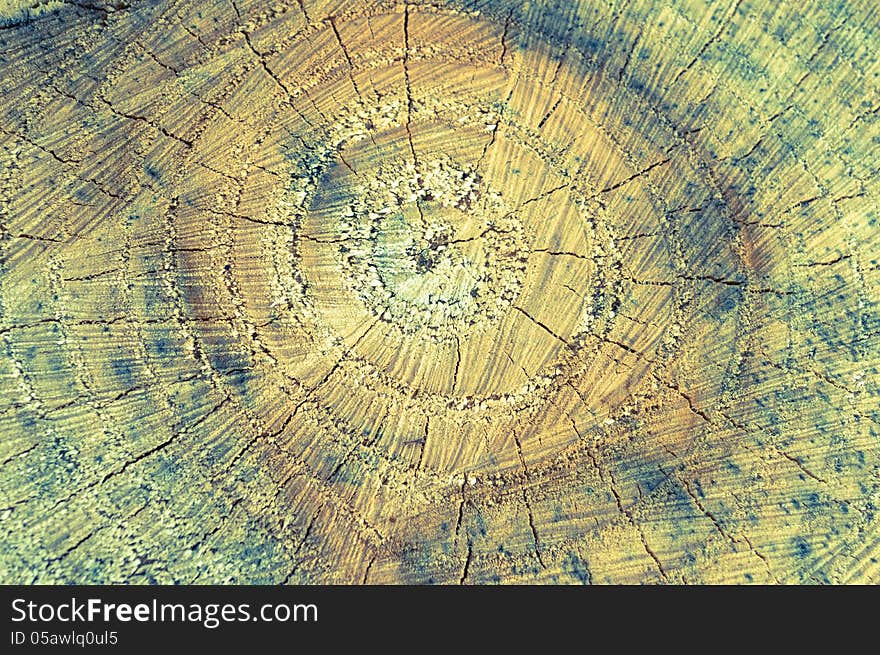 Closeup of Old White Wooden Stump. Tinted Background. Closeup of Old White Wooden Stump. Tinted Background.