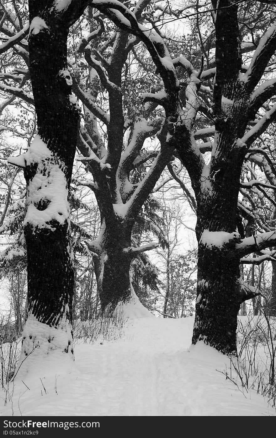 Winter forest and white snow