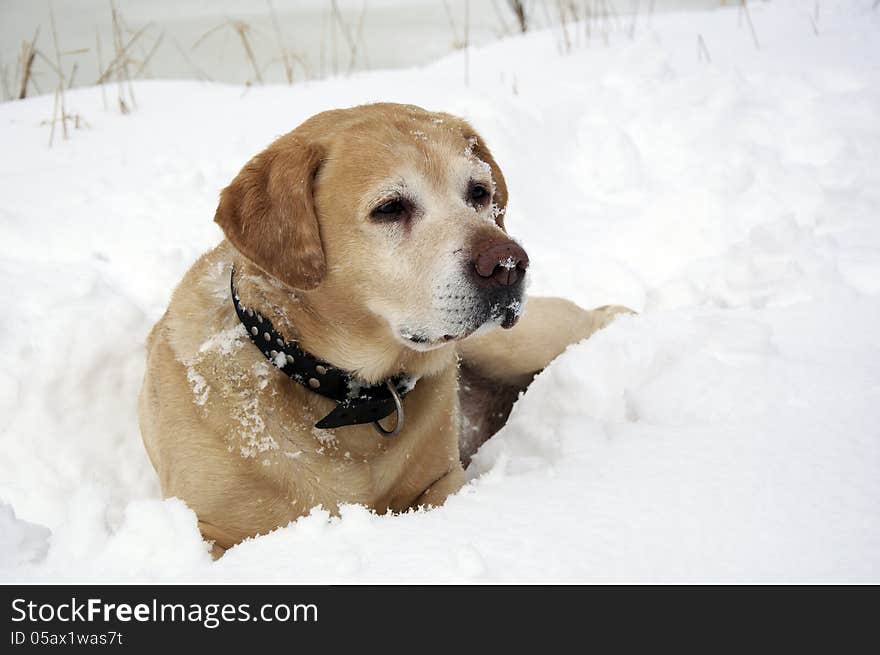 Labrador Retriever and white snow. Labrador Retriever and white snow