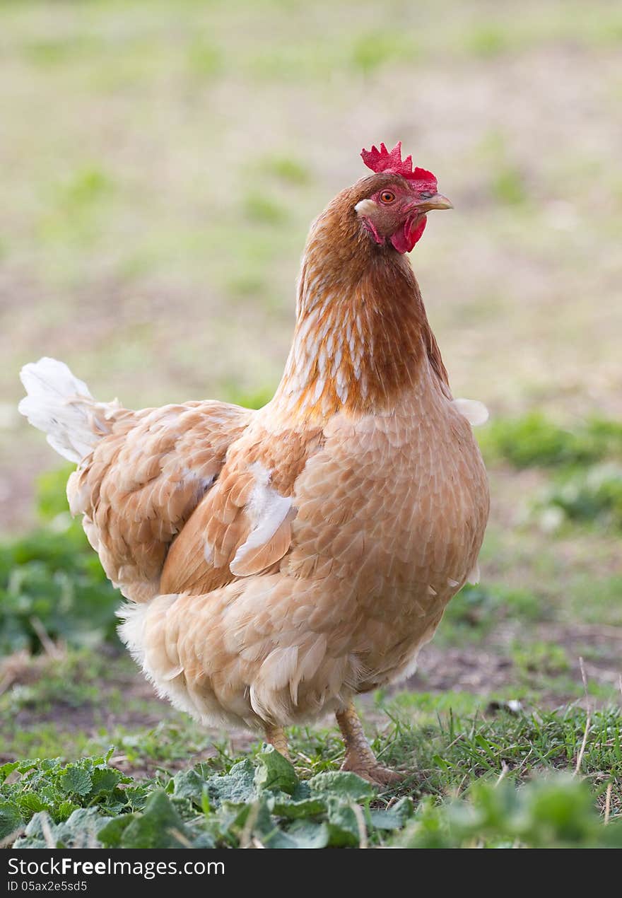 Portrait  chicken