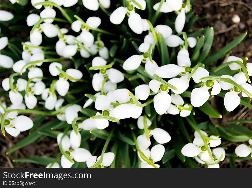 Spring snowdrop and green nature