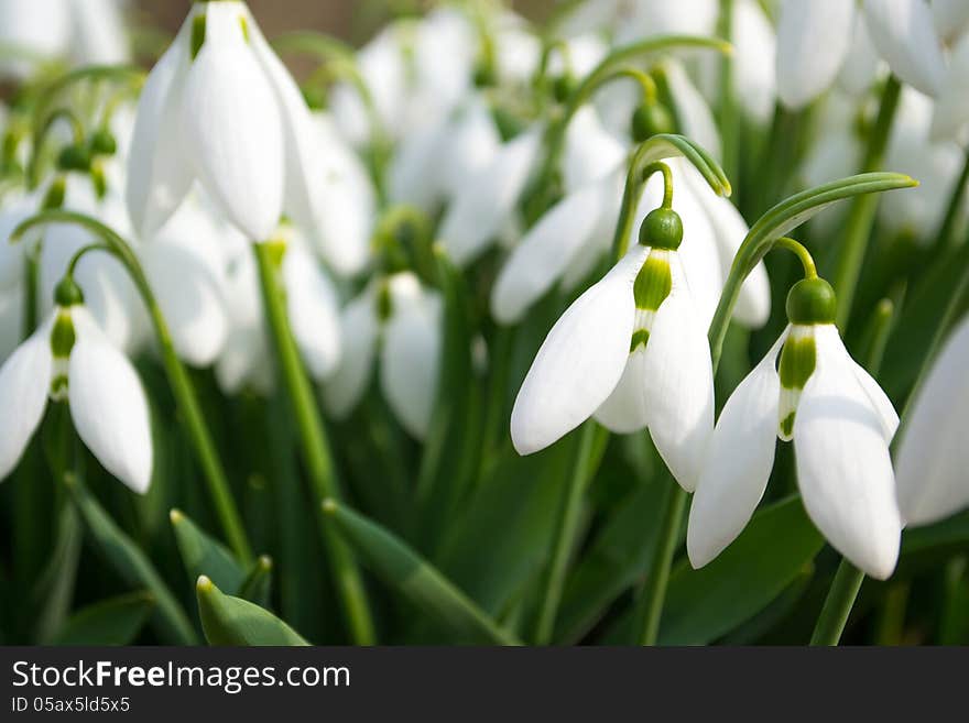 Spring Snowdrop And Green Nature