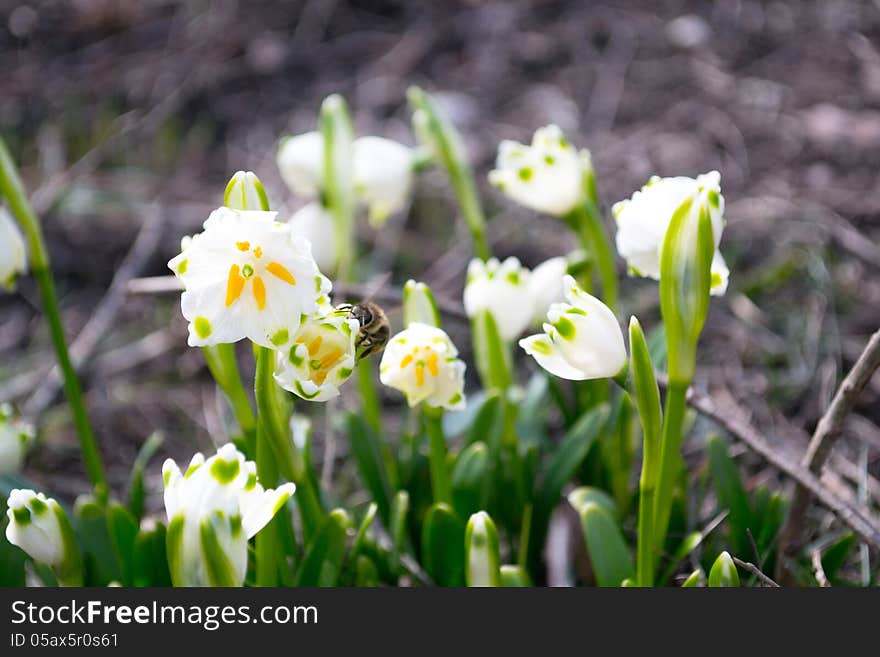 Spring snowdrop and bees in the garden