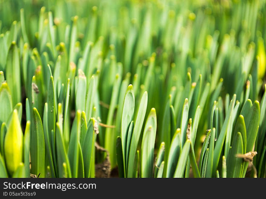 Spring green grass outdoor