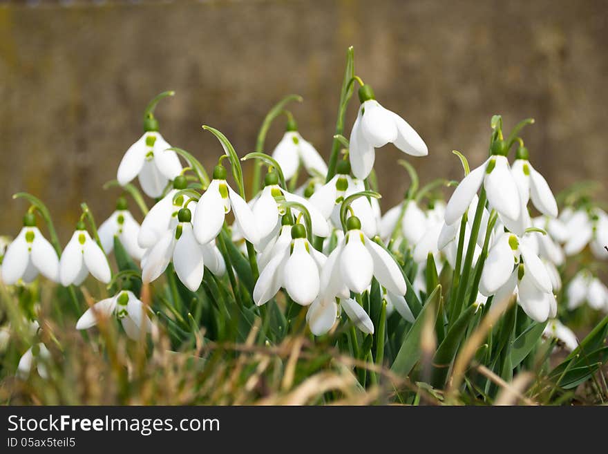 Spring snowdrop and green nature