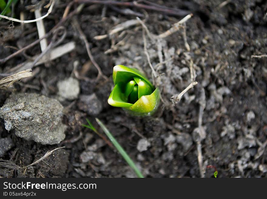 Spring Green Nature