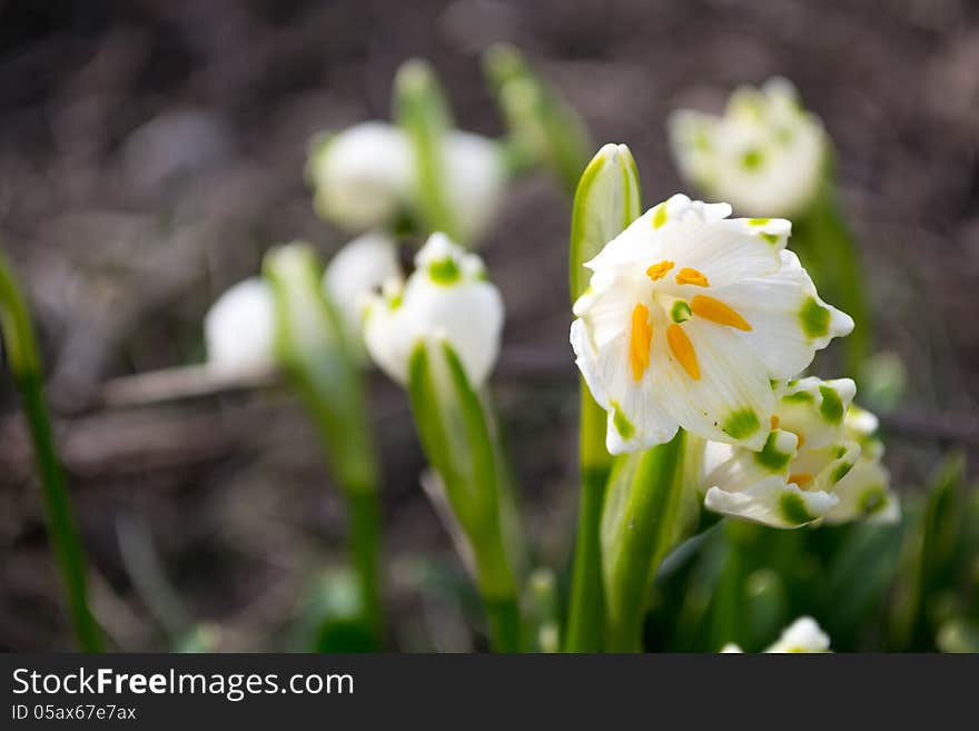 Spring snowdrop and green nature