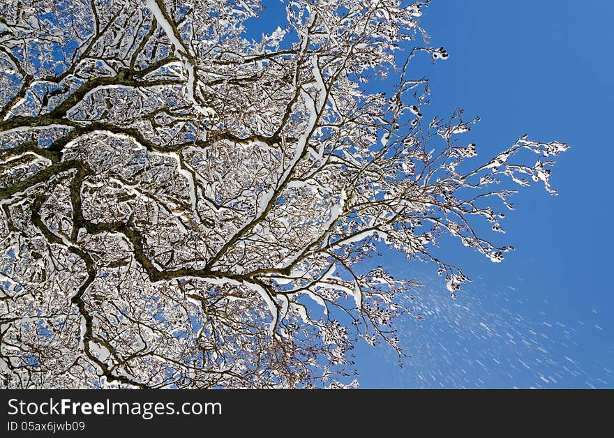 Snow covered tree branches on a blue sky background. Snow covered tree branches on a blue sky background