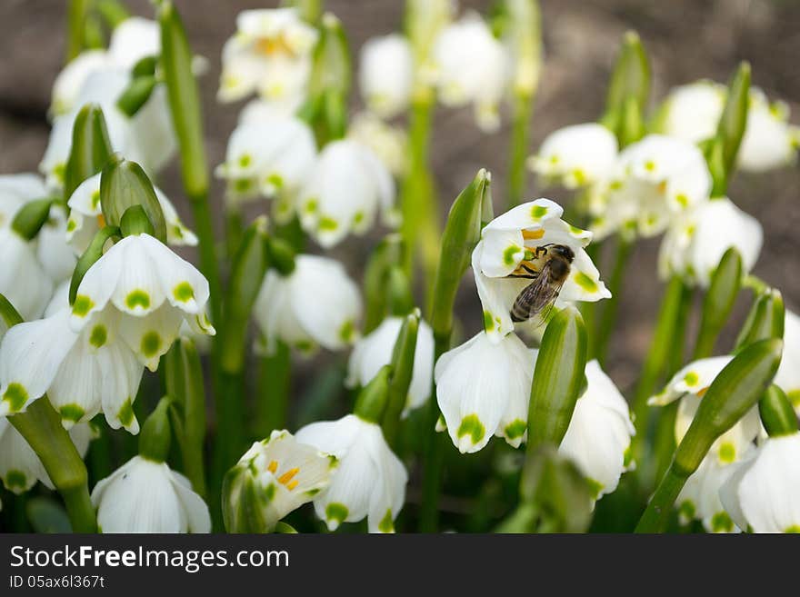 Spring snowdrop and green nature