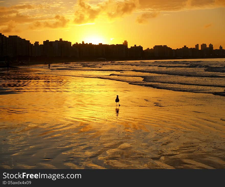 A seagull on the beach during sunrise. A seagull on the beach during sunrise