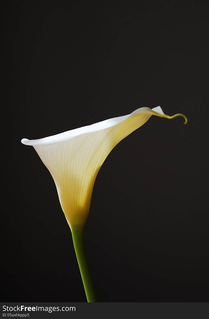 White Arum Lily On Black Background