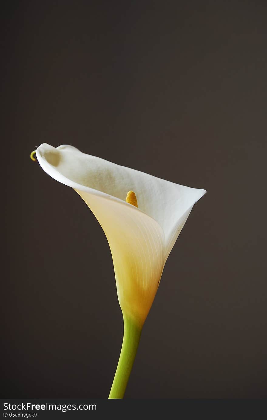 White Arum Lily On Grey Background