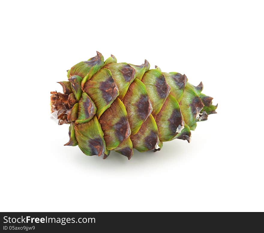 Siberian pine cone with branch isolated on white. Siberian pine cone with branch isolated on white