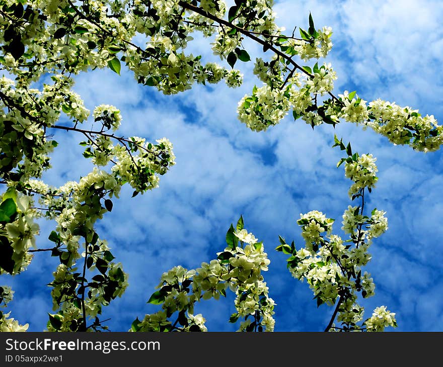 Apple Blossoms