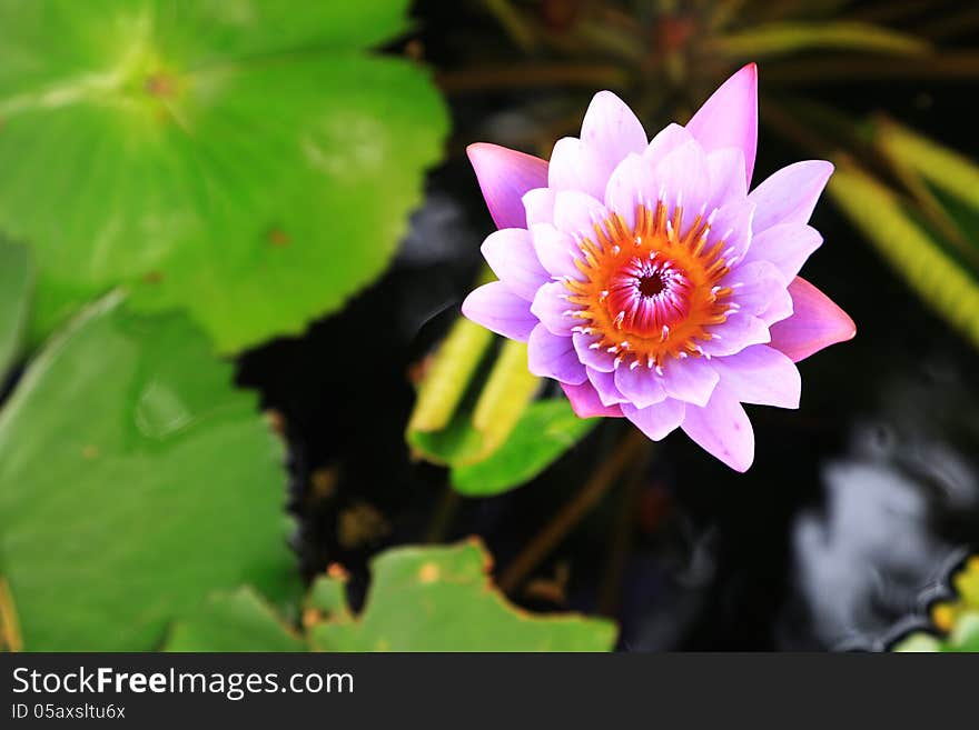 Light purple water lily flower (lotus) and green leaves. Light purple water lily flower (lotus) and green leaves