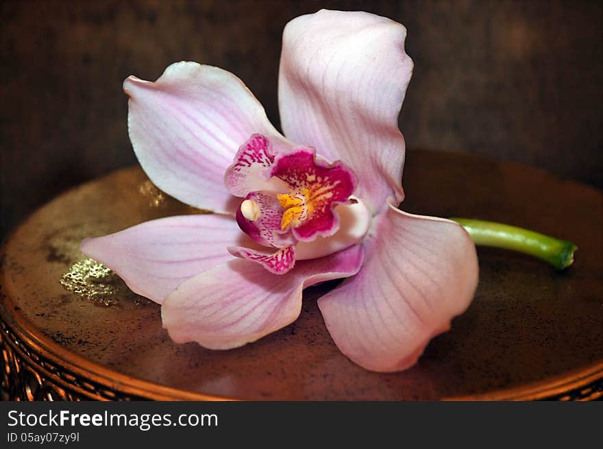 Gorgeous pink orchid flower on small antique table background