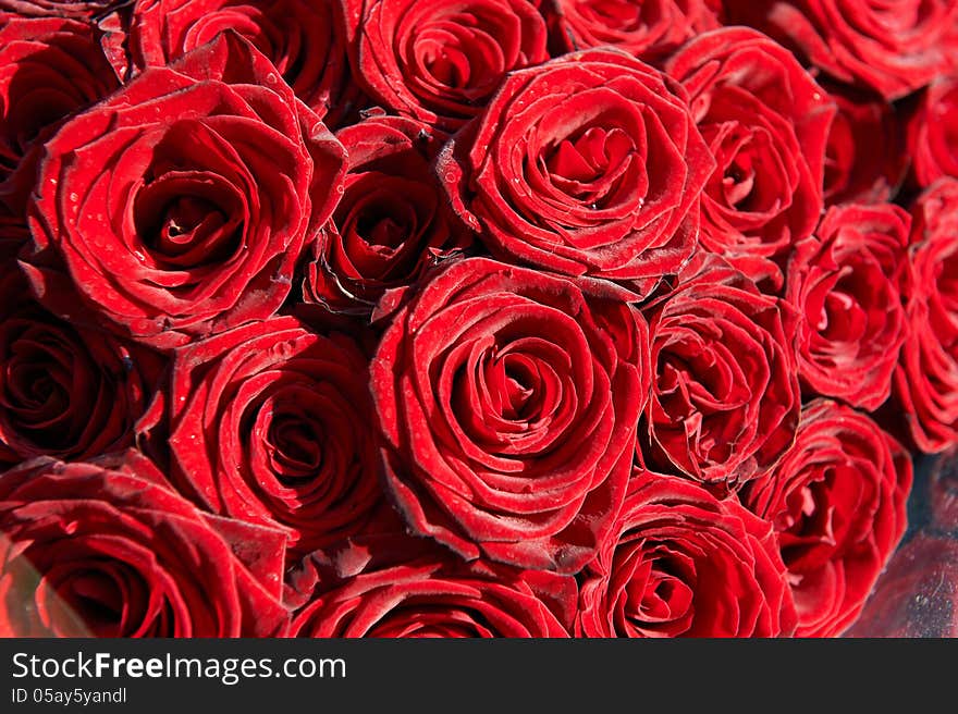 Red roses