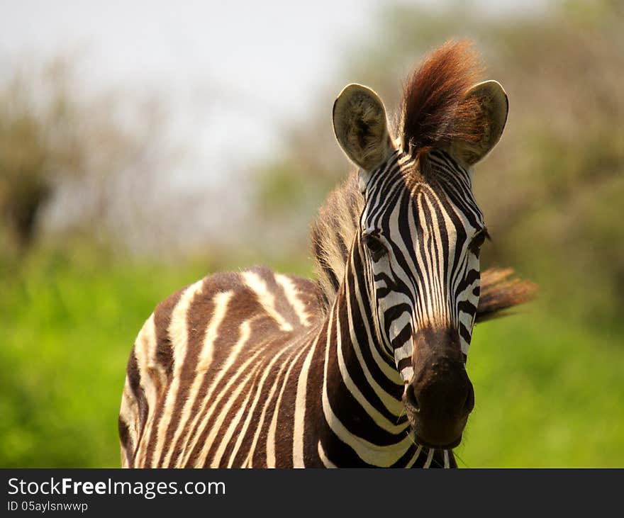 Southern African Animals