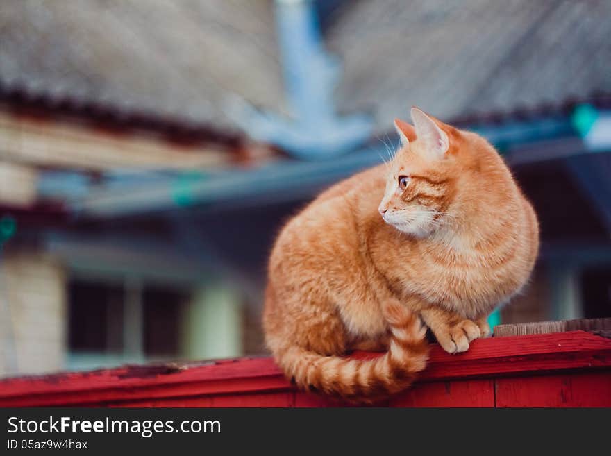 Red Cat Sitting On The Fence