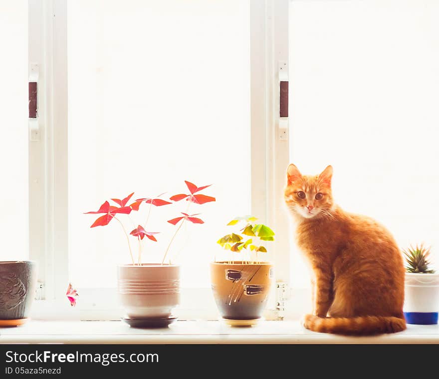 Res Domestic Cat Sitting On A White Window Sill. Res Domestic Cat Sitting On A White Window Sill