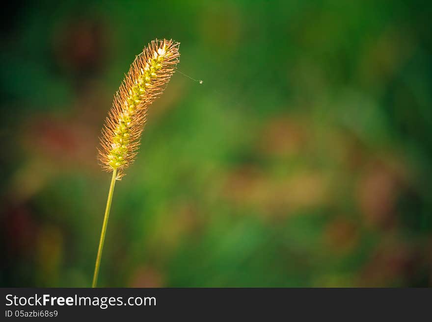 Green macro image of summer grass.