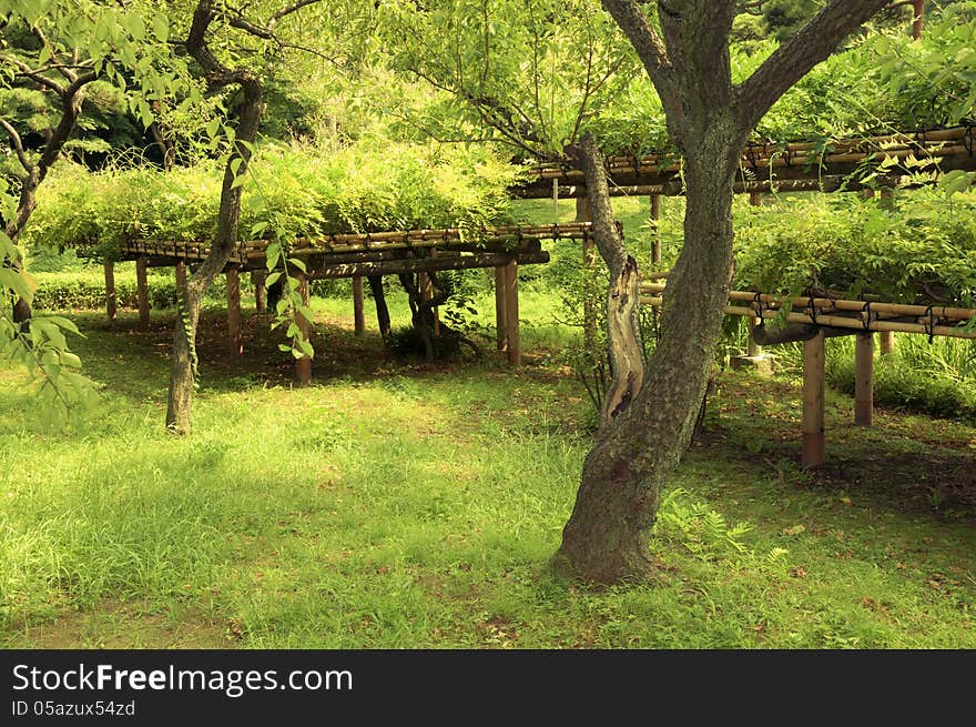 Fresh green plants in famous Korakuen zen garden in Tokyo by summer. Fresh green plants in famous Korakuen zen garden in Tokyo by summer