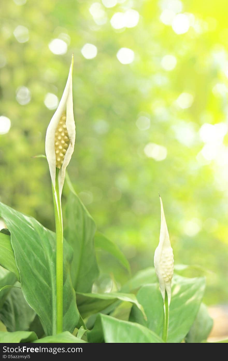 Spathiphyllum with leaves background in the garden (Peace Lily). Spathiphyllum with leaves background in the garden (Peace Lily)