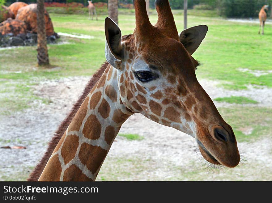 Beautiful Giraffe, close up, eyes open