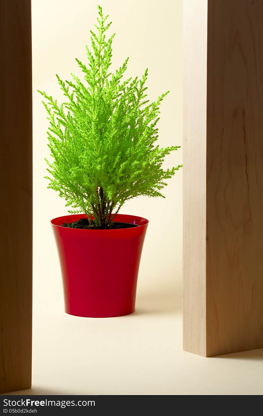 Cypress. Houseplant in a red container on light background