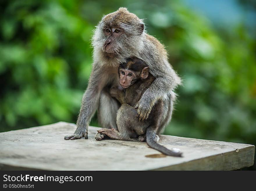 Monkey with a cub