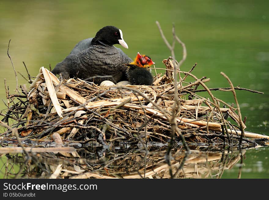 The little chicks in the nest are hungry. The little chicks in the nest are hungry.