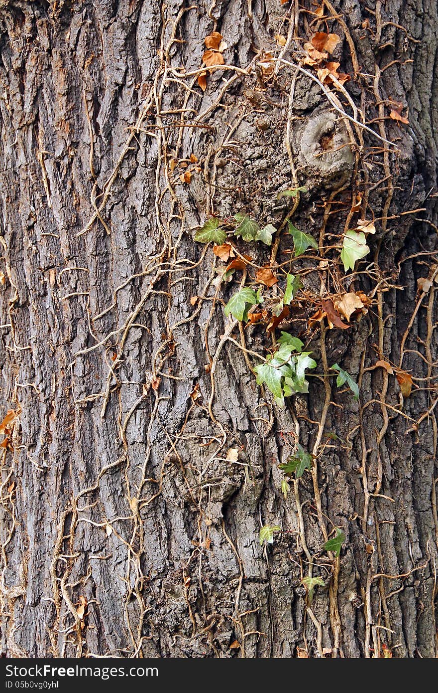 Old Tree Bark Texture