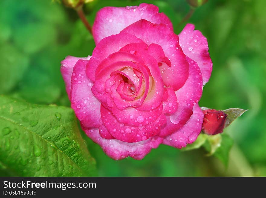 Beautiful pink rose with rain dropletsin a garden