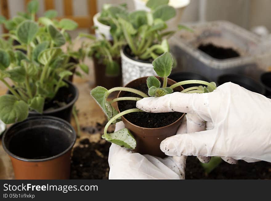 Transplanting Violets