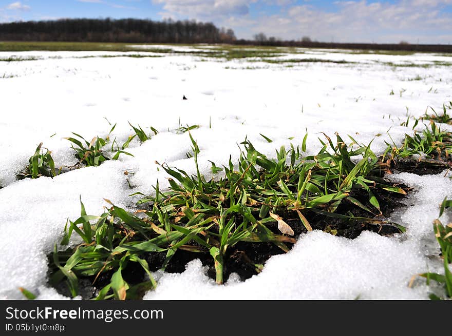 The wheat field is snow-capped. Early spring