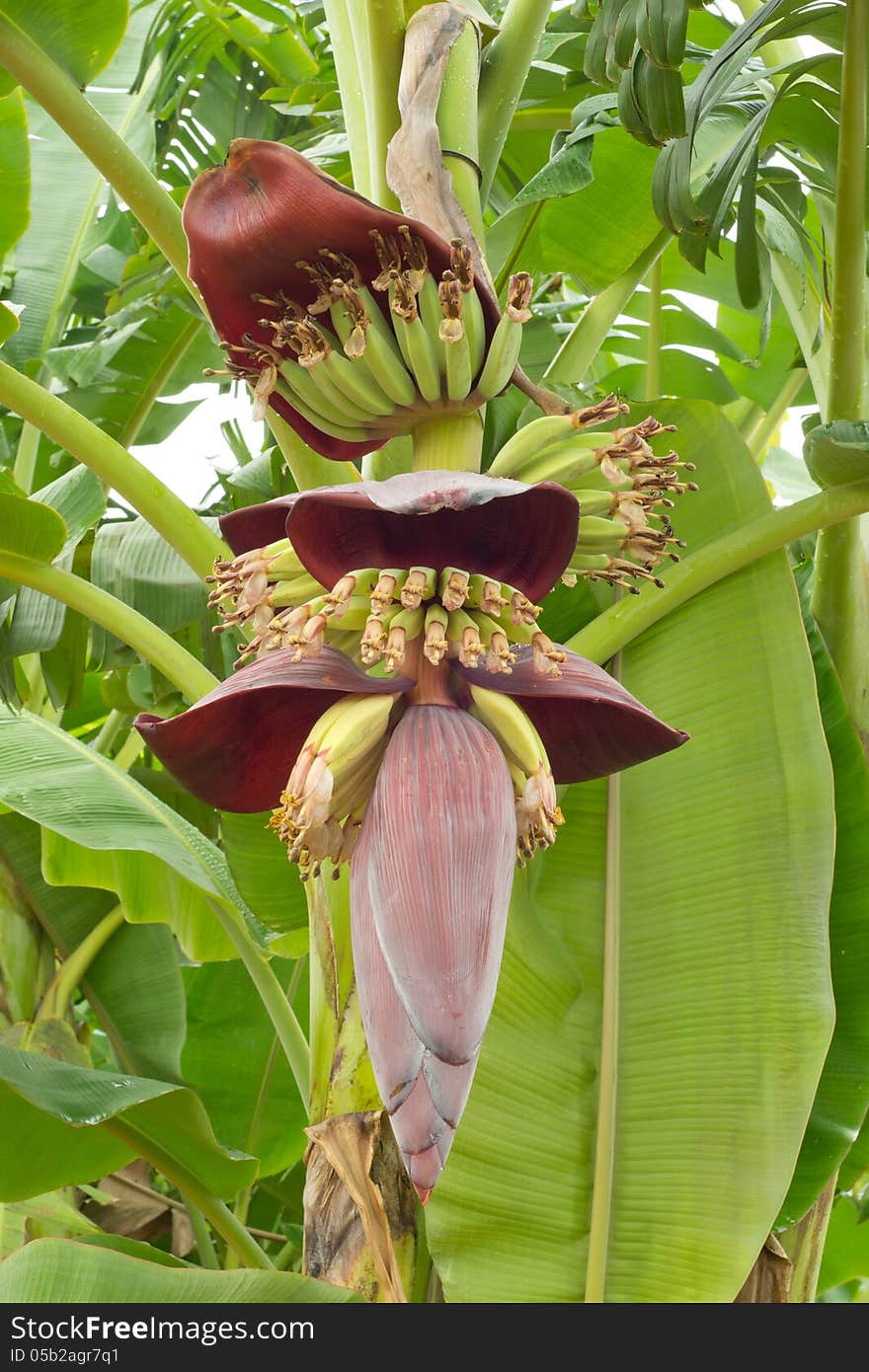 bananas  and banana flower