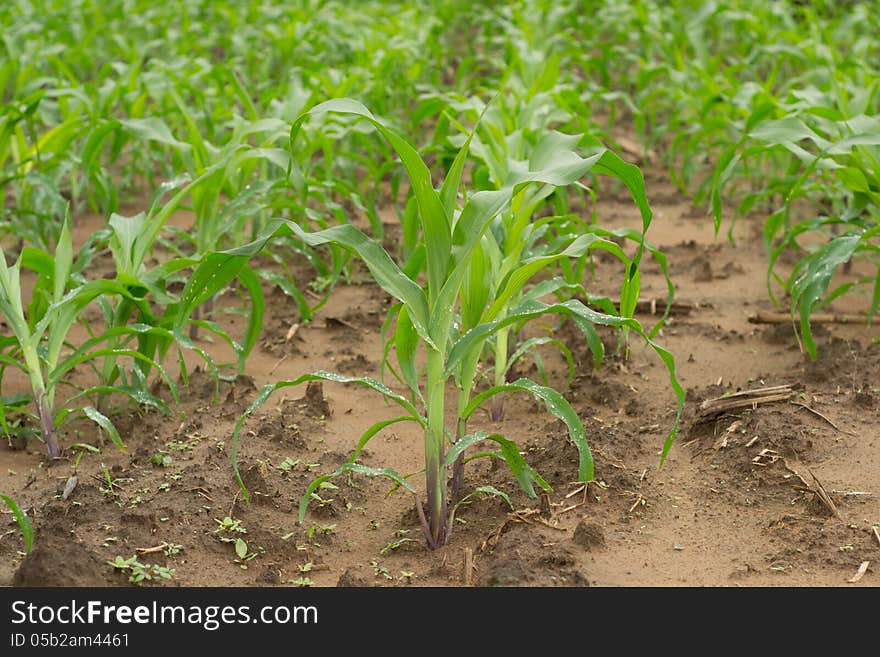 field of corn in thailand