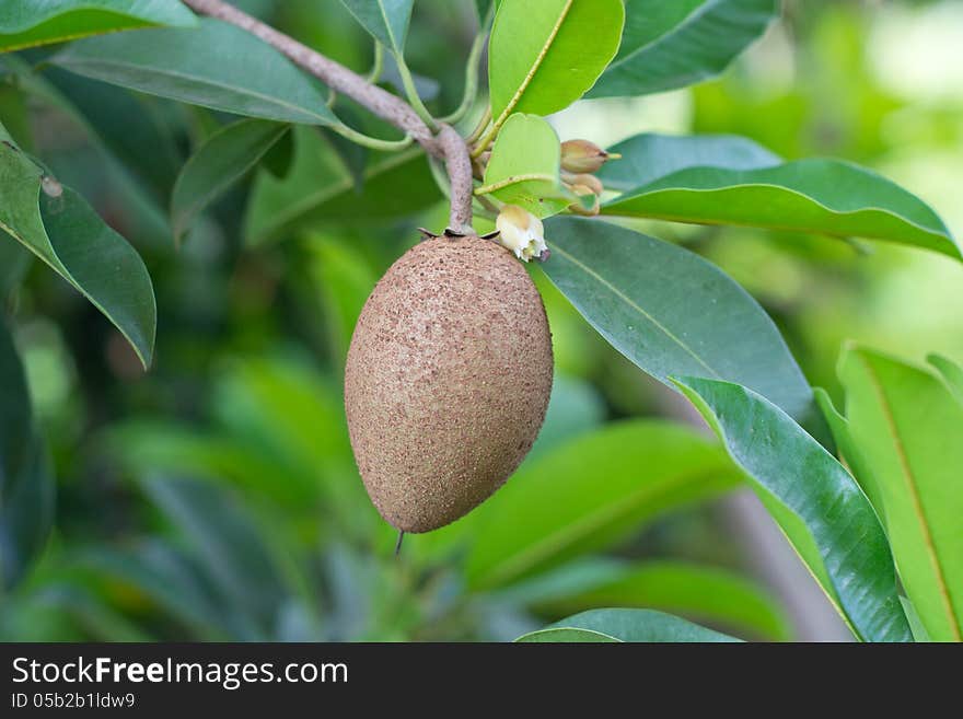 Sapodilla fruit growing on tree