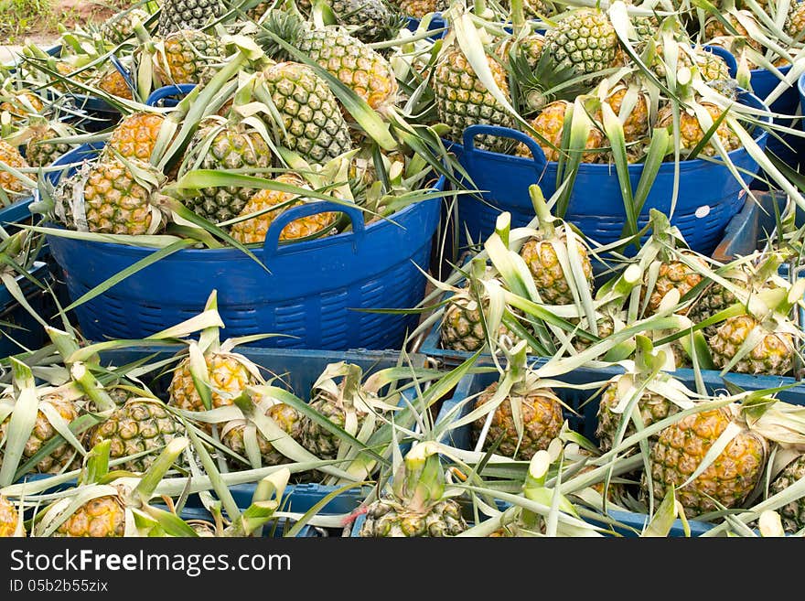 Pineapples fruits