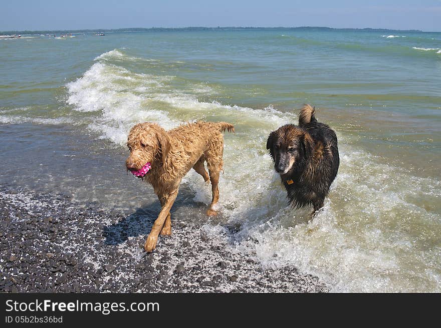 Dogs At The Beach