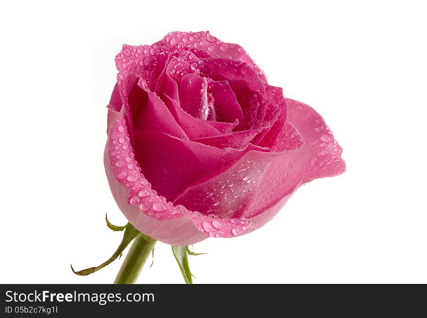 Pink rose & water droplets on white background. Pink rose & water droplets on white background