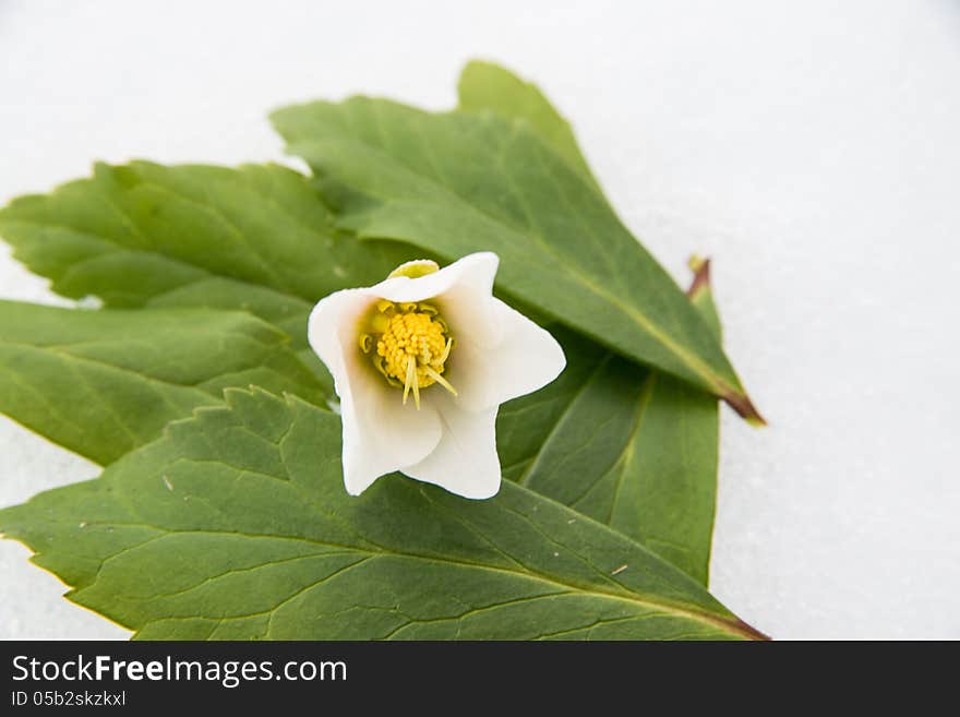 Closeup Of Hellebore