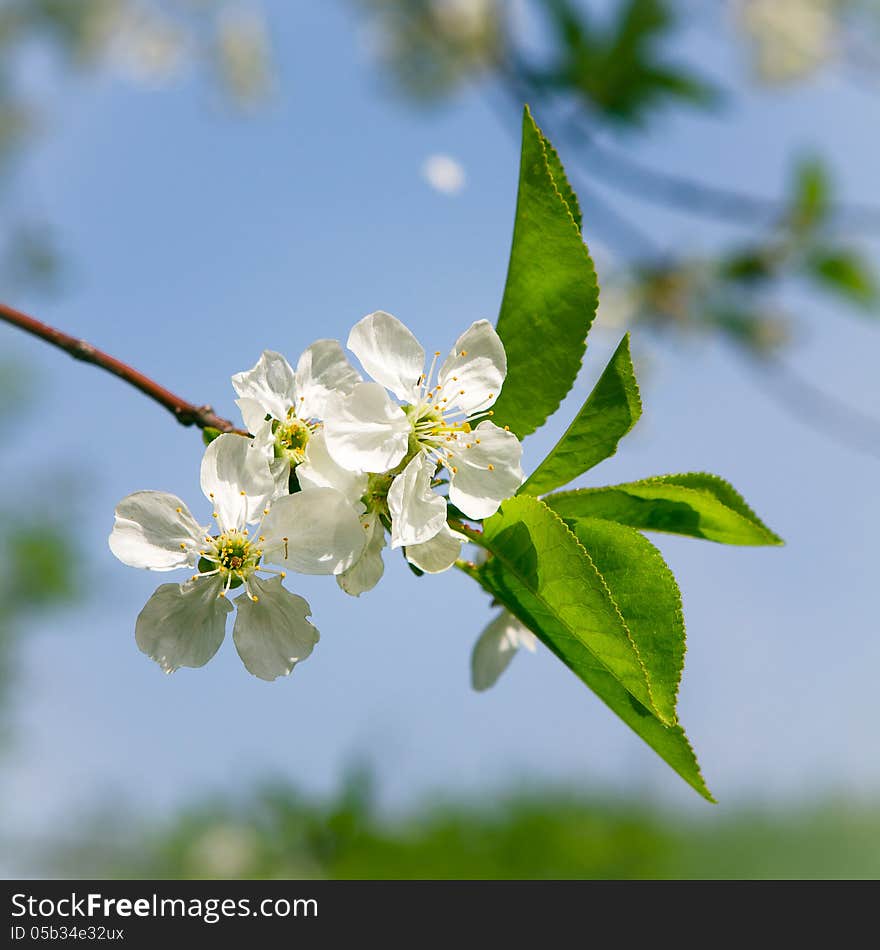 Blooming tree on  beautiful sky background