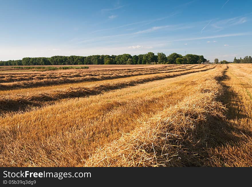 Field of havested wheat in august. Field of havested wheat in august