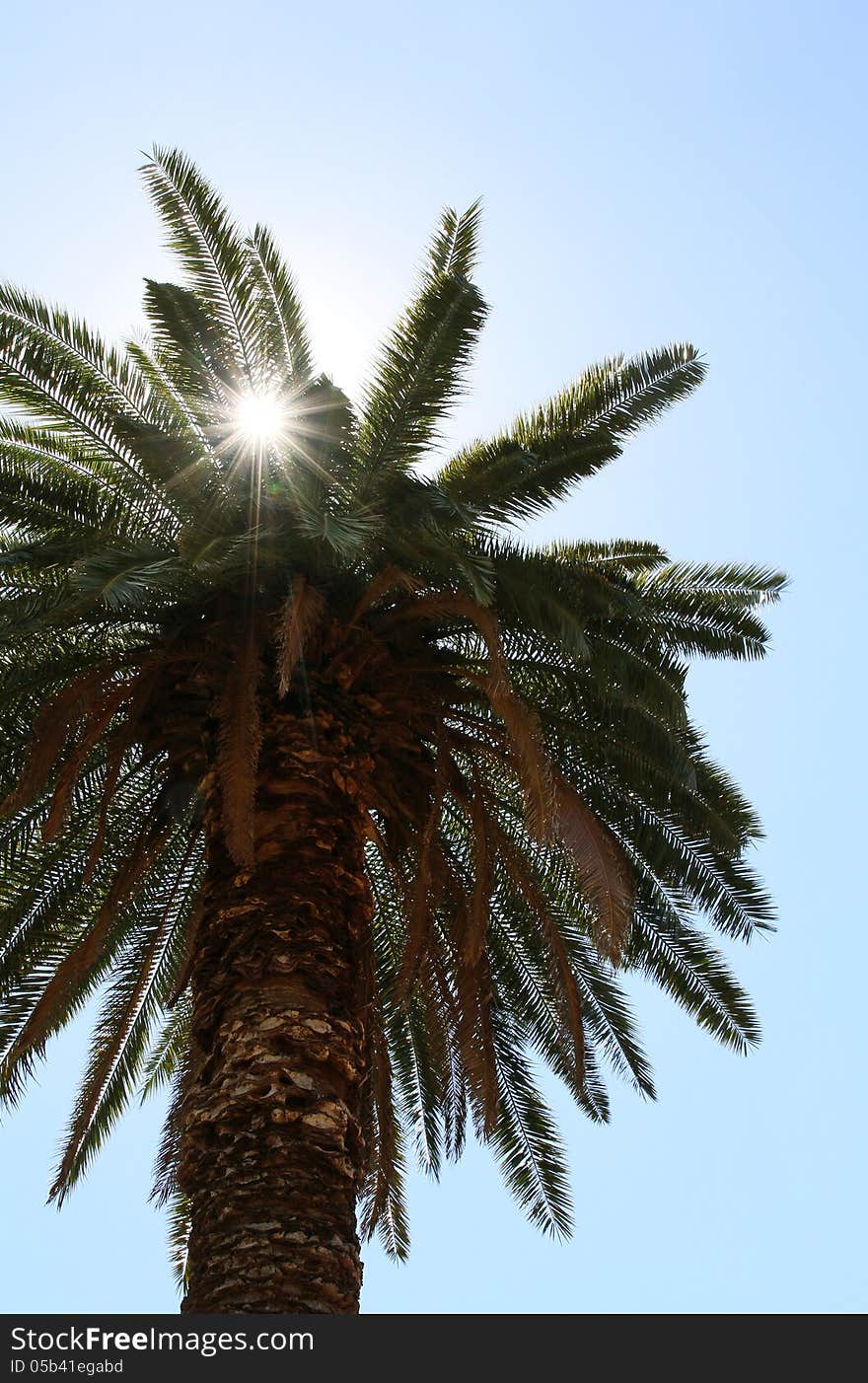 Bright light of the sun and beams passing through a palm tree against the blue sky. Bright light of the sun and beams passing through a palm tree against the blue sky