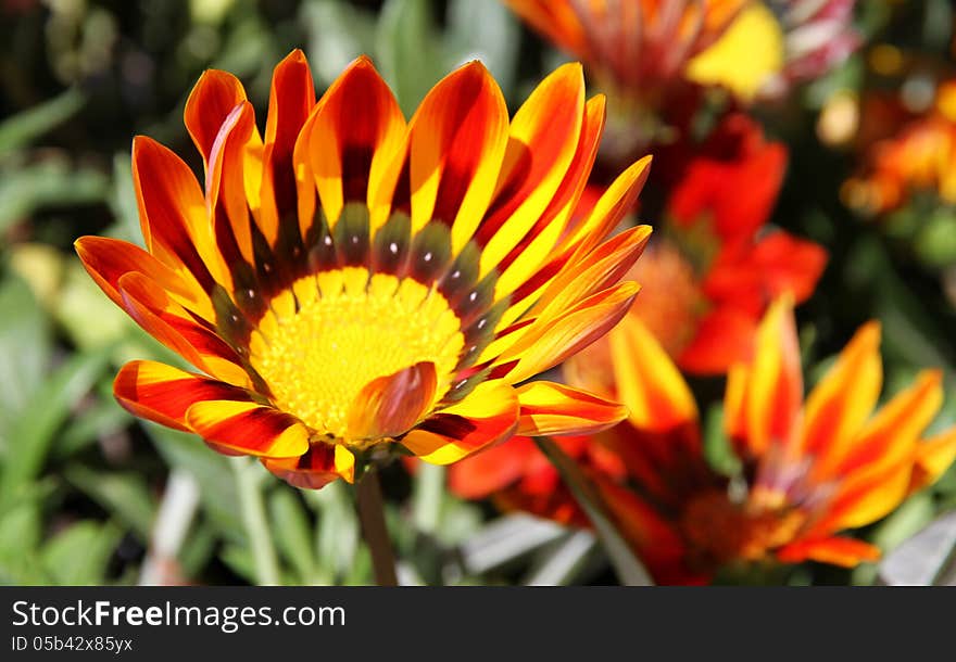 Summer flowering Gazania rigens in a house garden. Summer flowering Gazania rigens in a house garden.