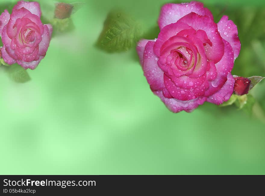 Beautiful pink and yellow rose a garden