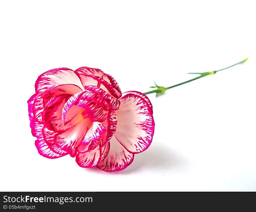 Pink Carnation isolated on white background